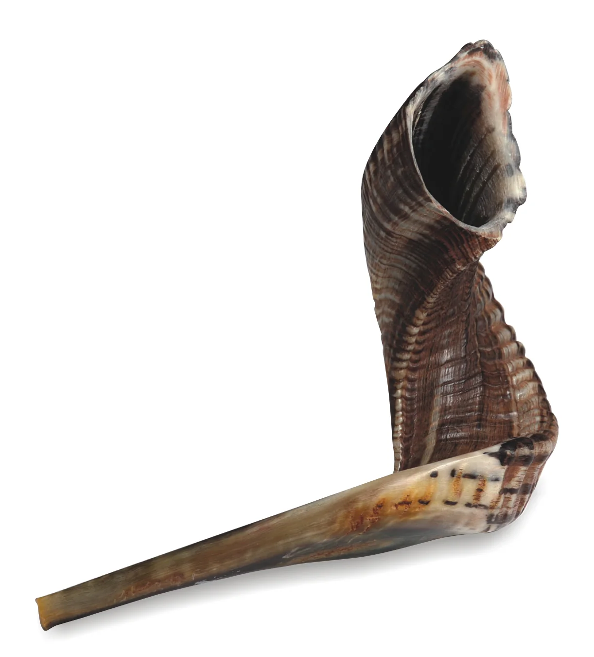 תמונה ממוזערת 1